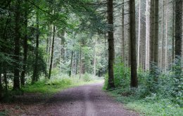 Atscher-Wald