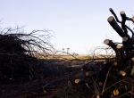 IMG_2432hambacher_forst72