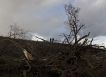 IMG_2574hambacherforst72