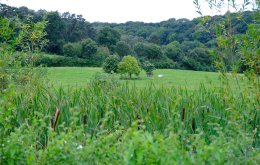Kronenberg_wiese_wald_FotoLasseFalter