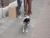 lothringairhund_72