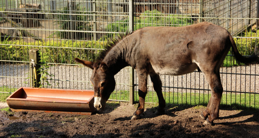 Tierpark Alsdorf © Markus Jansen