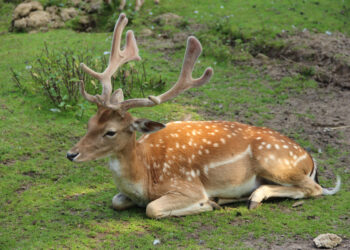 Tierpark Alsdorf © Markus Jansen