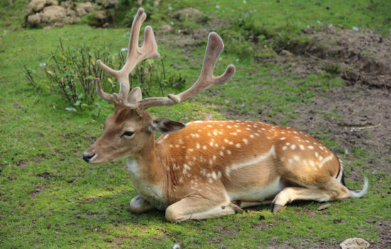 Tierpark Alsdorf © Markus Jansen