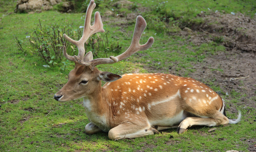 Tierpark Alsdorf © Markus Jansen