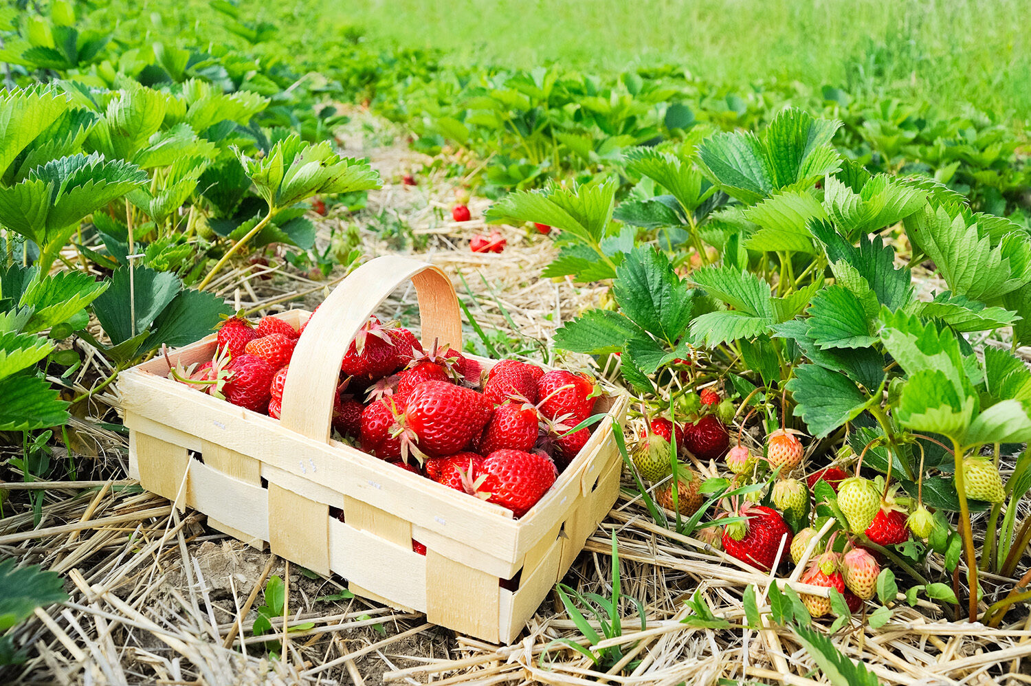 Gewußt? Laut der Seite „kuriose Feiertage“ ist am 20. Mai der „Pflücke-Erdbeeren-Tag“ oder „National Pick Strawberries Day“ in den USA. Seit wann es diesen gibt ist nicht überliefert. Auf der Seite findet er sich zumindest seit 2015.
Immer wieder werden wir gefragt, wo man denn bei uns Erdbeeren pflücken kann. Hier kommen ein paar Adressen. Schickt uns gerne mehr!