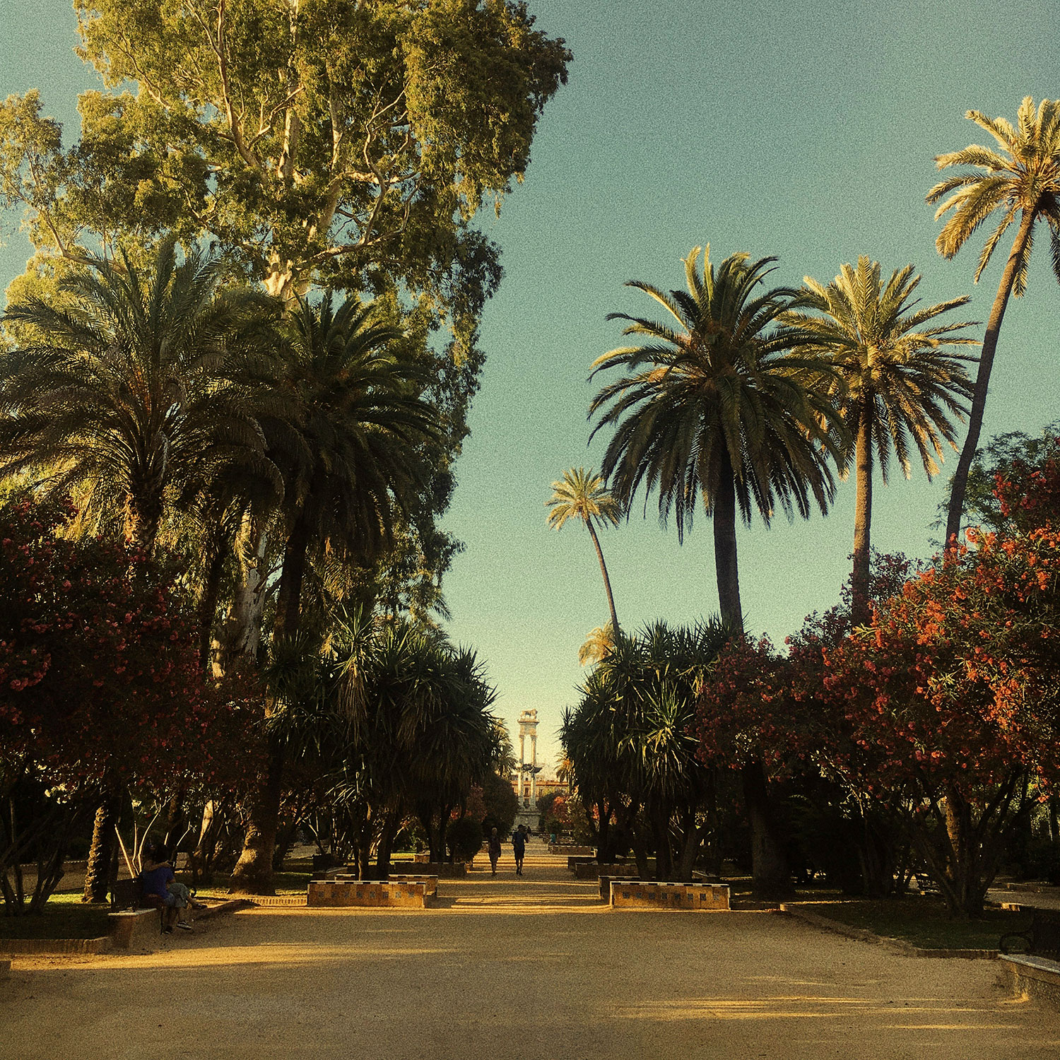 malta_palms