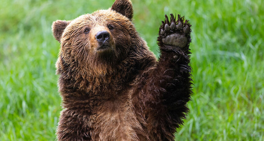 Der Wildpark Gangelt hat auf seinem rund 50 Hektar großen Waldgelände im Sommer einiges zu bieten. Neben dem regulären Programm wie Fütterungen und Flugshows gibt es auch wieder Kasperletheater und Kinderschminken. Außerdem ist Jungtierzeit! Wir haben hier die Übersicht.