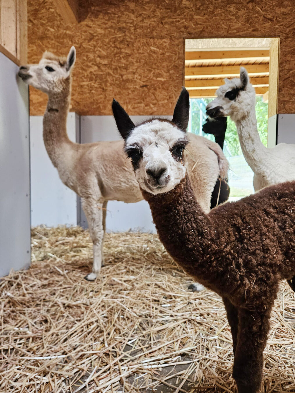 Bei den Alpakas im Aachener Tierpark gibt es gleich zweimal Nachwuchs: Zwei kleine Hengste sind inzwischen gemeinsam mit ihren Müttern auf der Anlage zu sehen. Für den jüngsten Nachwuchs wird außerdem noch ein Name gesucht – darüber können die Zoofans demnächst auf den Social-Media-Kanälen des Tierparks abstimmen.